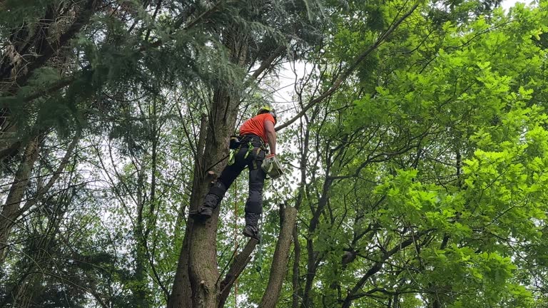 Best Tree Disease Treatment  in Lemon Hill, CA